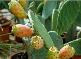 opuntia-robusta-feigenkaktus (2)